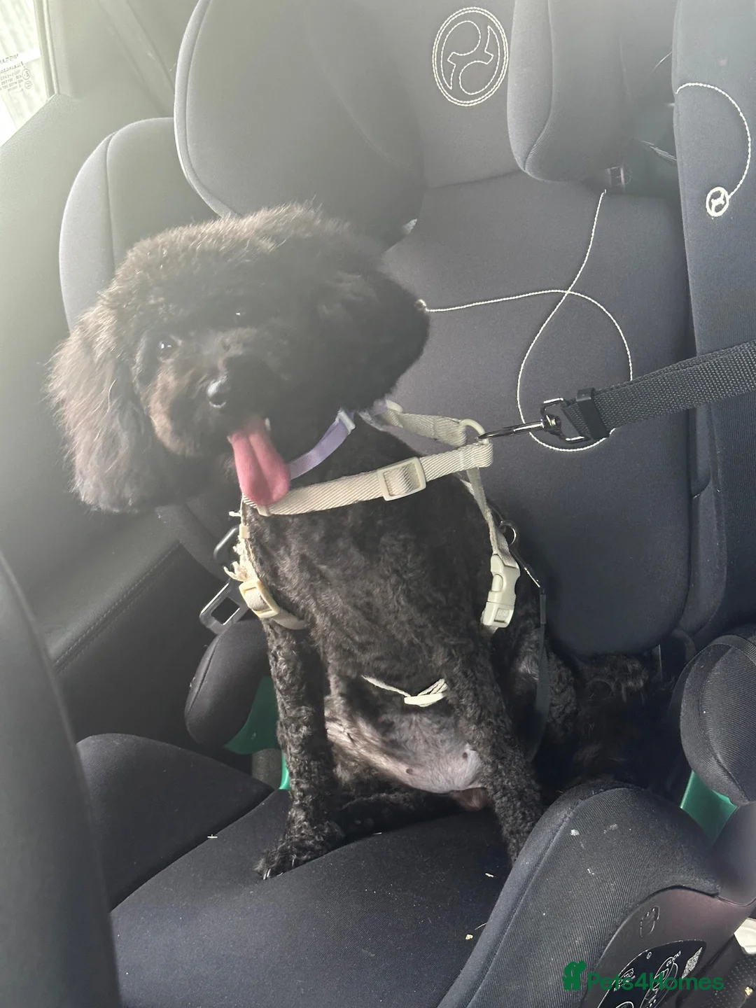 Toy Poodle dogs for sale: Narla is looking for a loving home in Enfield - Advert 2