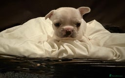French Bulldog dogs for sale: 7 beautiful French bulldog puppies for sale - Image 21