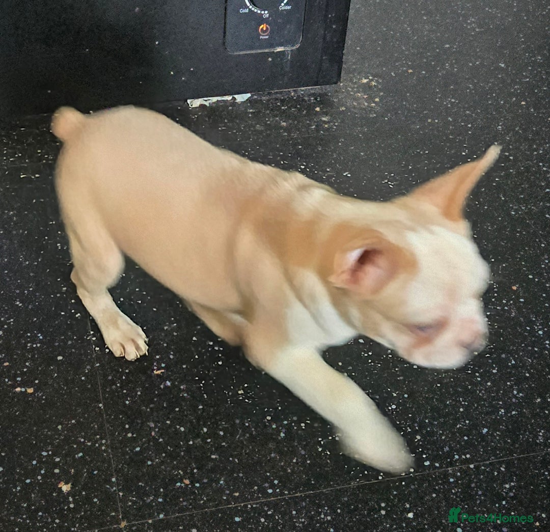 French Bulldog dogs for sale: French bulldog pups pink/fluffy READY NOW - Advert 4