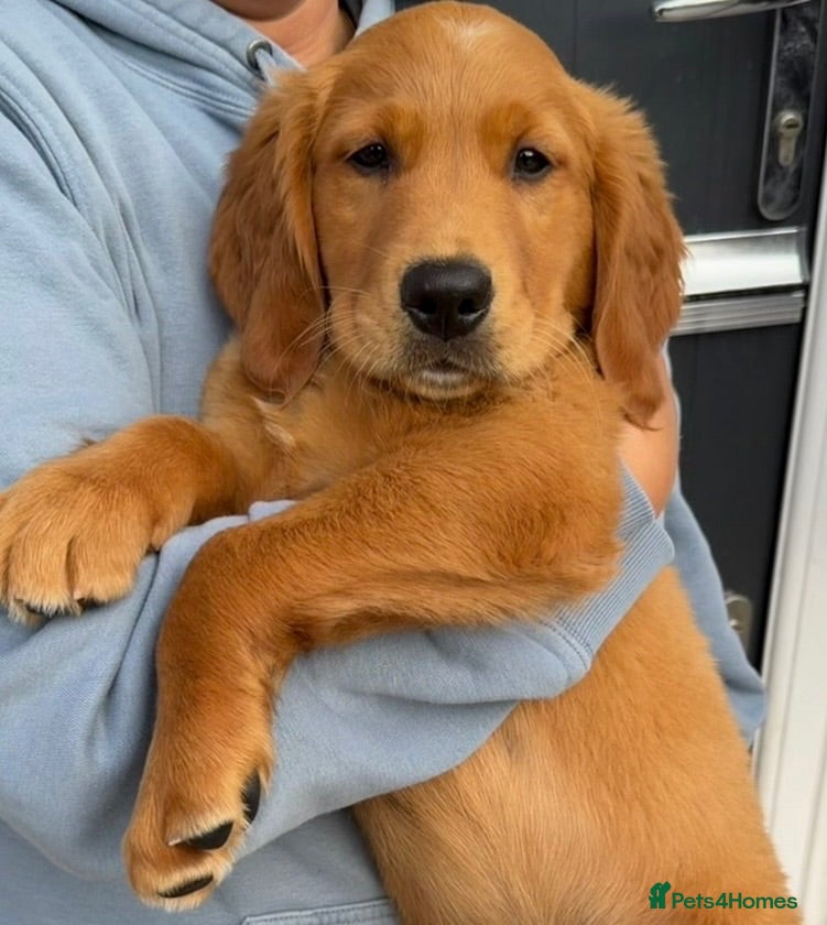 Golden Retriever dogs Gorgeous KC reg working golden retrievers  - Advert 5