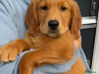 Golden Retriever dogs Gorgeous KC reg working golden retrievers - Advert 5