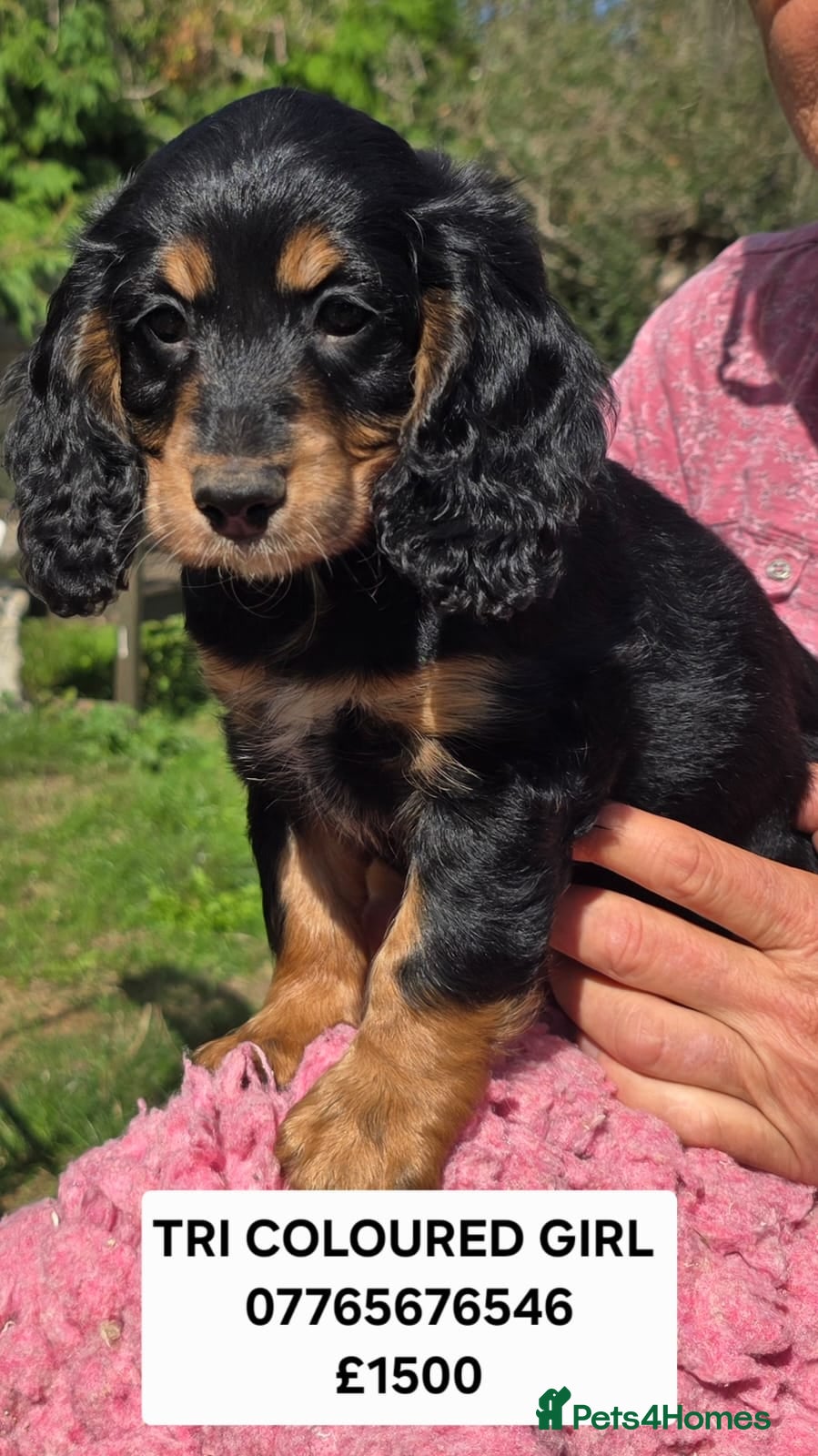 Cocker Spaniel dogs Show Cocker Spaniel Puppies Ready Now Homebred - Advert 2