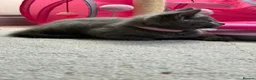 Russian Blue cats for sale: Beautiful Russian Blue Kittens - Advert 17