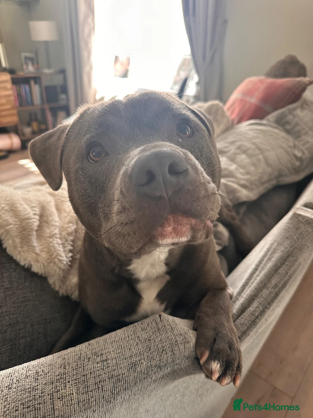 Mixed Breed dogs for sale: Male Blue Staffy in Swansea - Advert 2