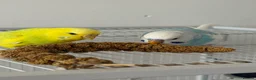 Budgerigars birds for sale: 2 budgies for forever home - Advert 4