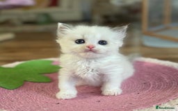 Ragdoll cats for sale: All looking a swt loving HM - Advert 7