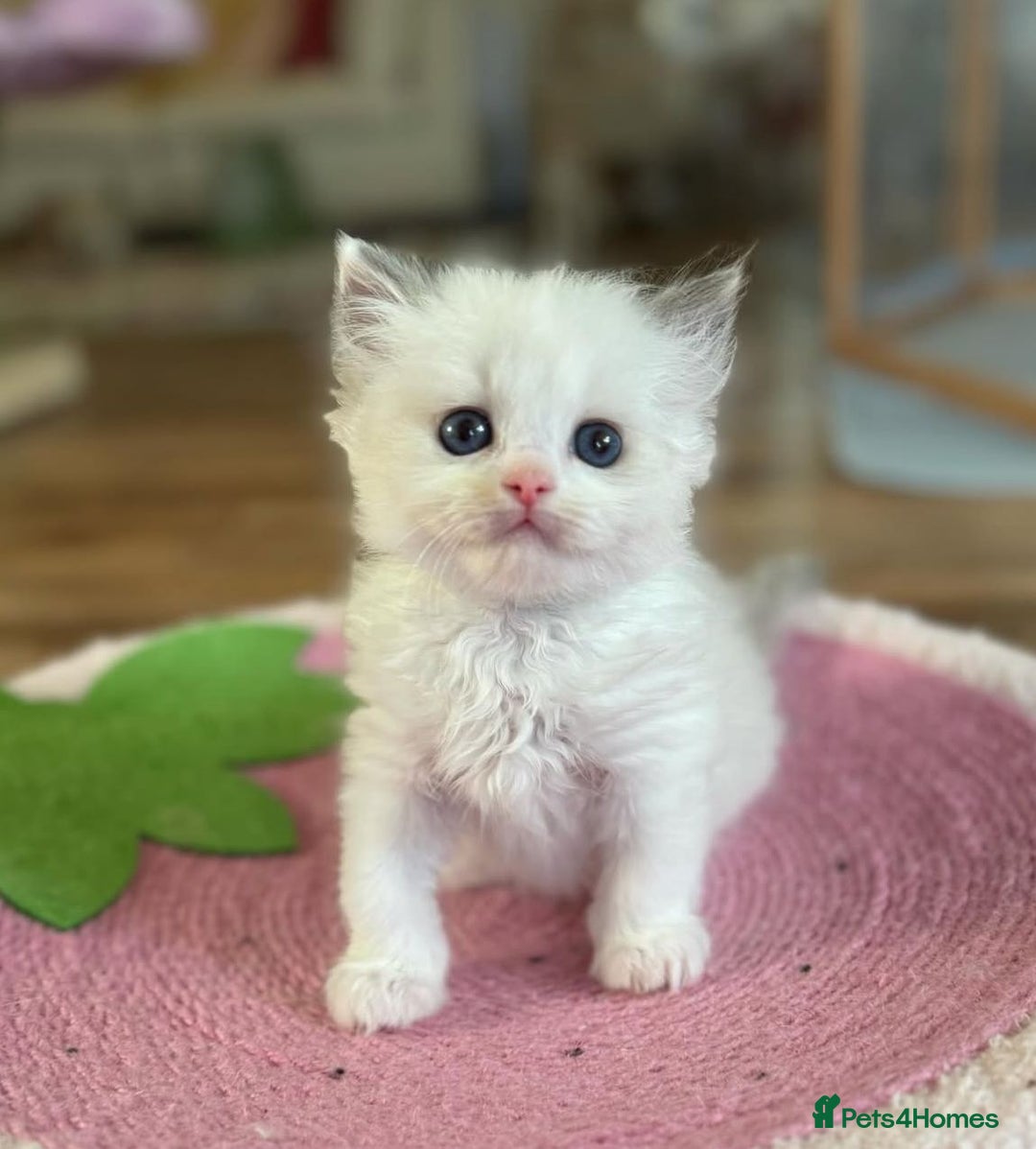 Ragdoll cats for sale: All looking a swt loving HM - Advert 7