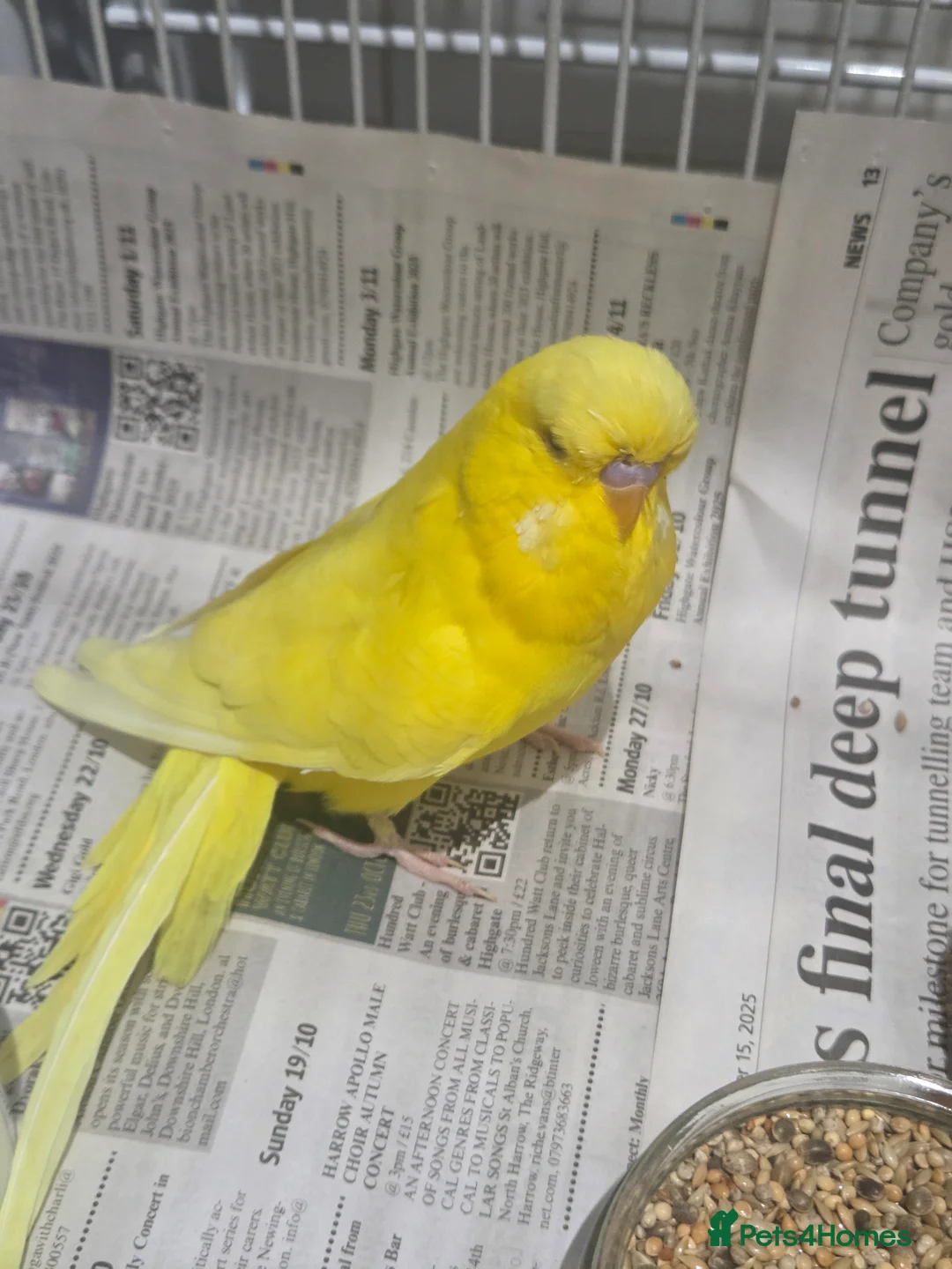 Budgerigars birds for sale: Exhibition budgies - Advert 1