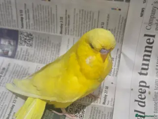 Budgerigars birds Exhibition budgies - Advert 21