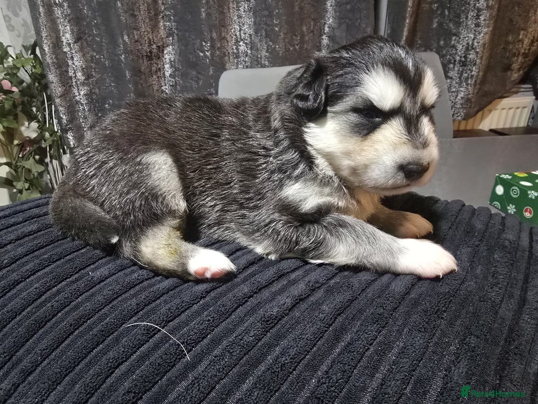 Siberian Husky dogs for sale: Husky pups - Advert 18