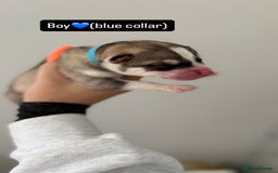 Siberian Husky dogs for sale: Husky puppies - Image 11