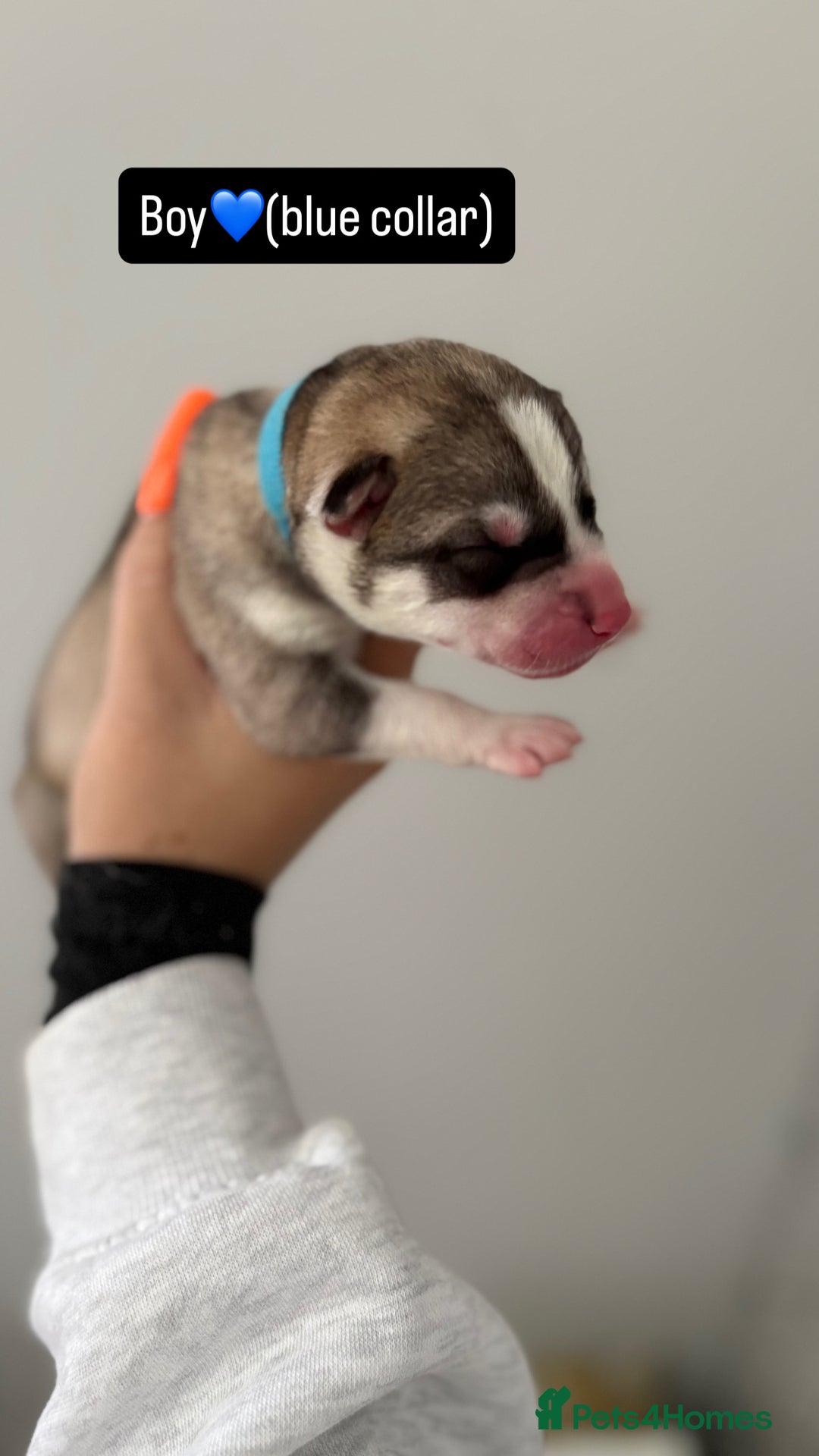 Siberian Husky dogs for sale: Husky puppies - Image 11