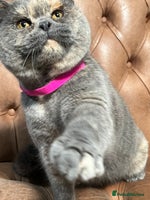 British Shorthair cats - Advert 9