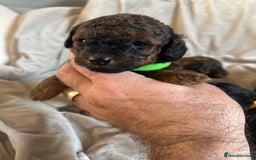 Cavapoo dogs for sale: Fully health tested Beautiful F1BB Cavapoo puppies - Image 4