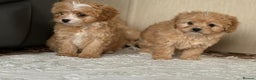 Cavapoo dogs for sale: Beautiful cavapoos ready now - Advert 23