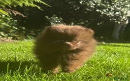 Pomeranian dogs for sale: 🧸🌈 Genuine Teddy Bear Poms Rainbow litter 🌈🧸 - Image 1