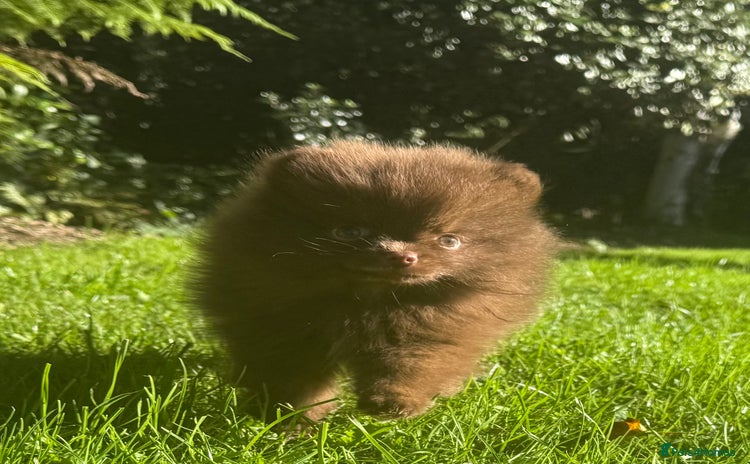 Pomeranian dogs - Advert 13