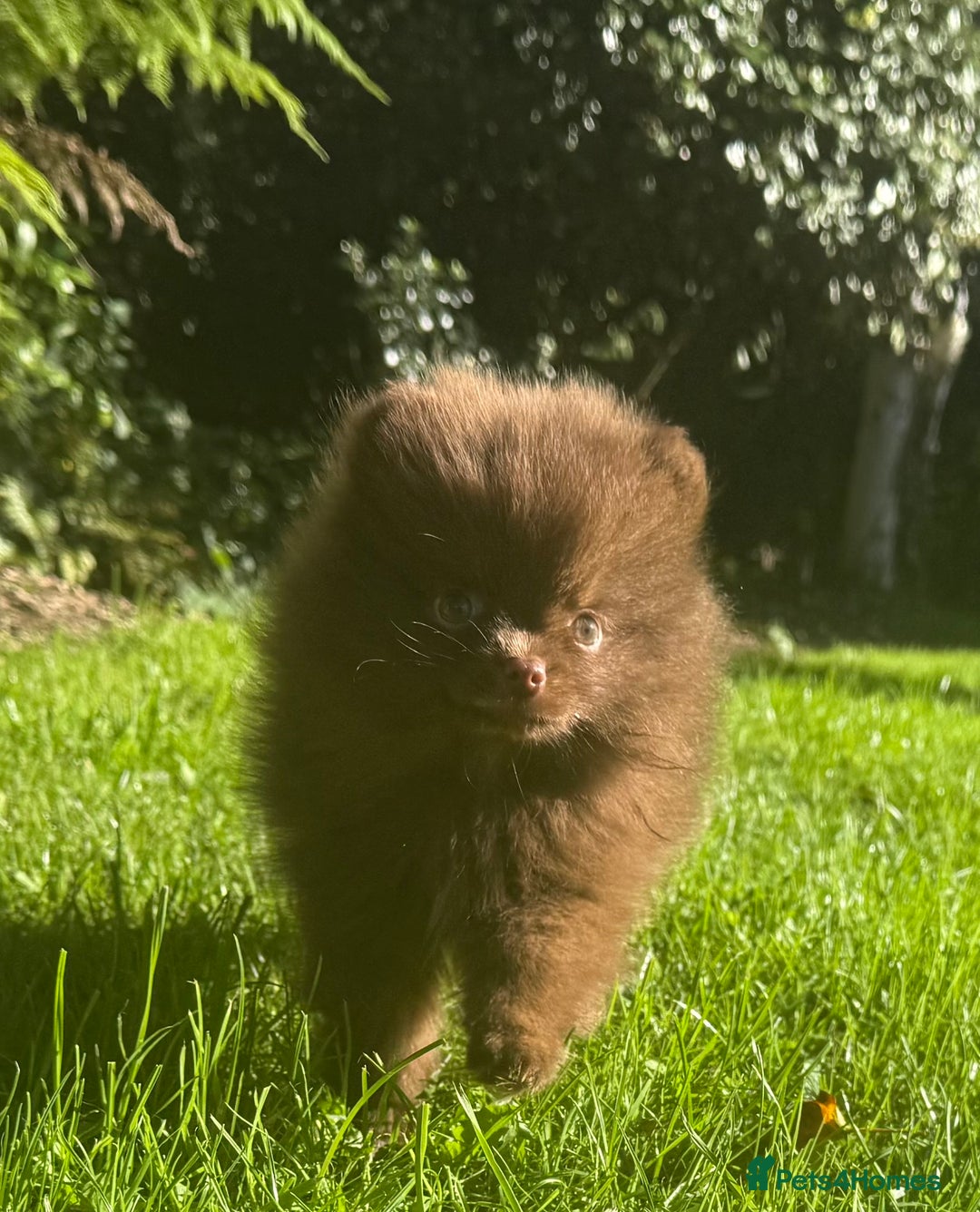 Pomeranian dogs for sale: 🧸🌈 Genuine Teddy Bear Poms Rainbow litter 🌈🧸 - Image 1