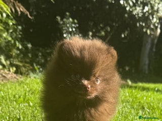 Pomeranian dogs - Advert 36