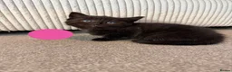 Mixed Breed cats for sale: Kittens for sale - Advert 7
