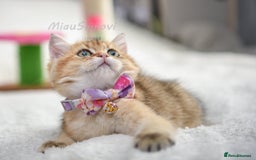 British Shorthair cats for sale: British shorthair kittens Champion parents  - Image 16