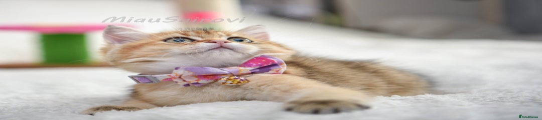 British Shorthair Kitten 2