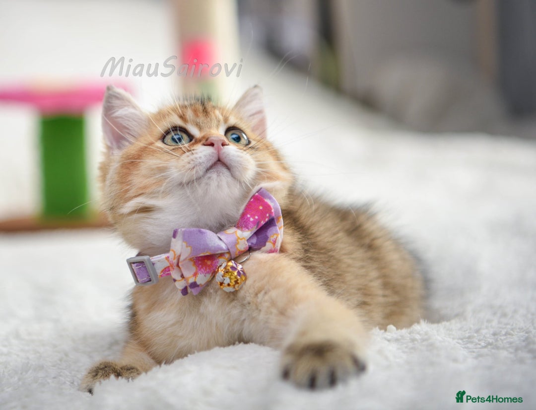 British Shorthair cats for sale: British shorthair kittens Champion parents  - Image 16