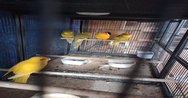 Parakeets birds - Advert 7