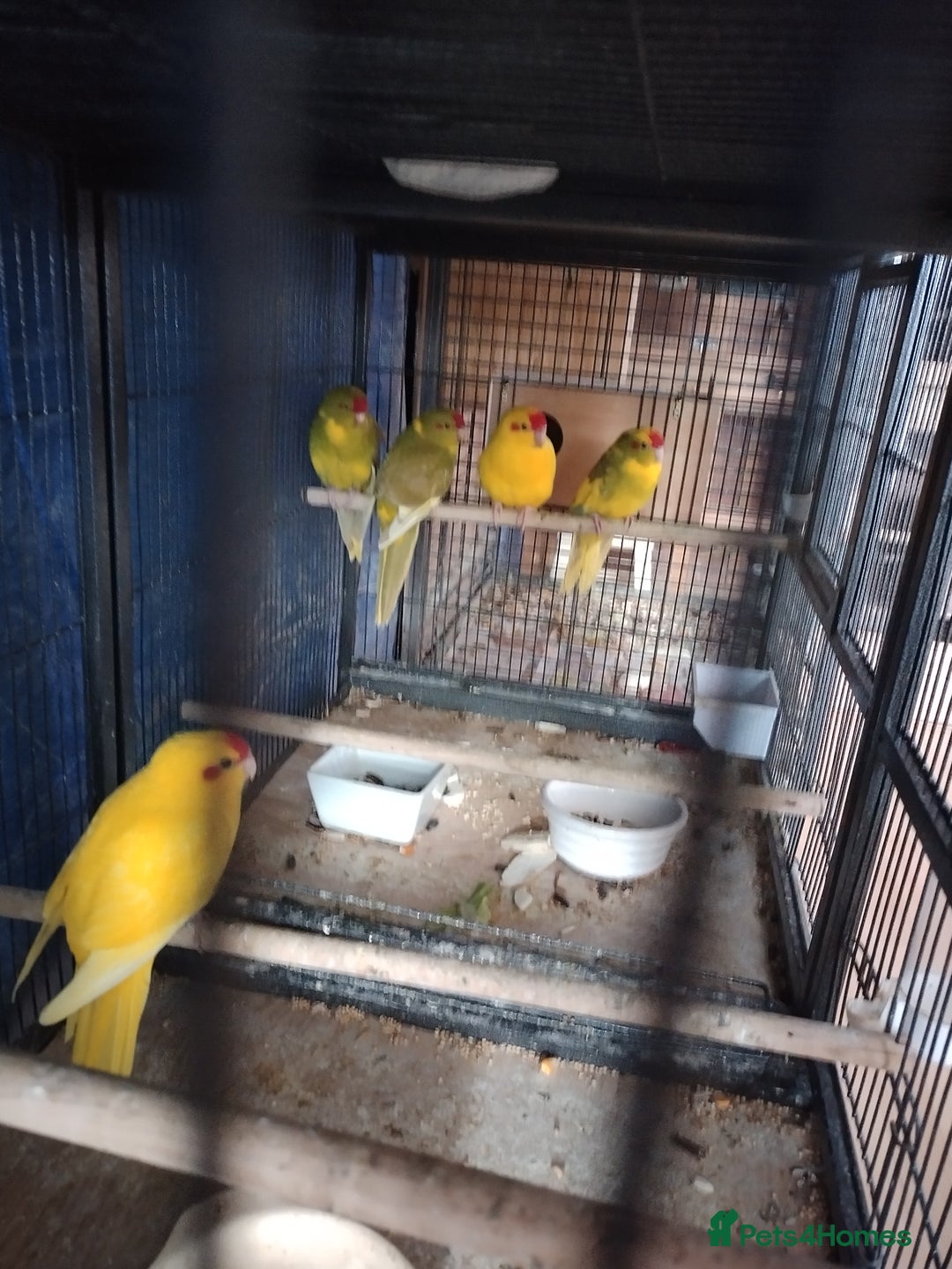 Parakeets birds for sale: For sale  - Image 2