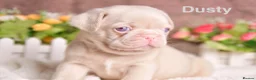 Pug dogs for sale: Kc registered Pugs - Advert 23
