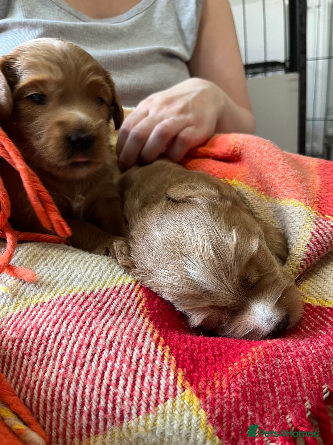 Australian Labradoodle dogs for sale: A very rare opportunity,Australian Cobberdog  - Image 6