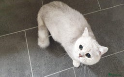 British Shorthair cats for sale: Lapcat GCCF Silver British Shorthair Kitten. in Lancaster - Image 13