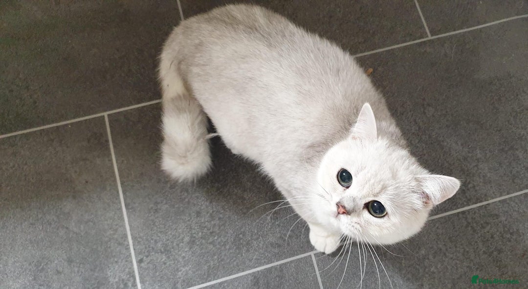 British Shorthair cats for sale: Lapcat GCCF Silver British Shorthair Kitten. in Lancaster - Image 13
