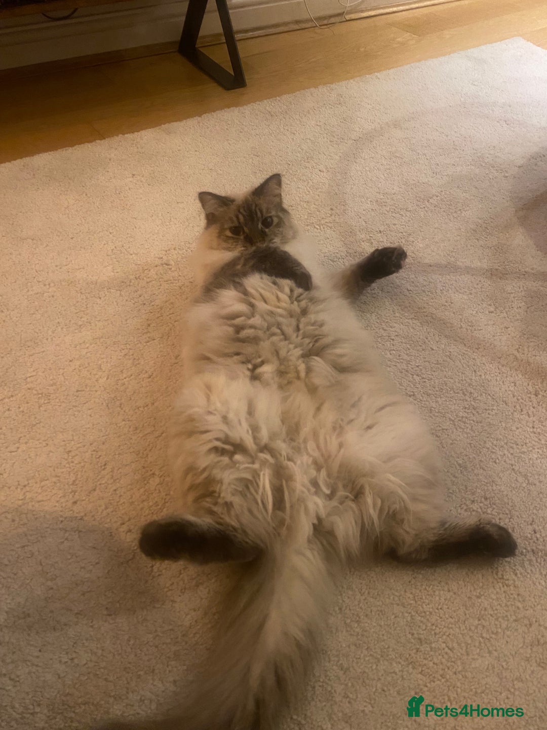 Ragdoll cats for sale: Over a year old female cat - Image 3