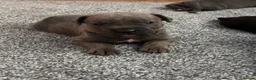 Cane Corso dogs for sale: Cane corso puppies in Evesham - Advert 13