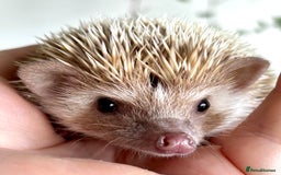 Pygmy Hedgehog rodents for sale: Pedigree African Pygmy Hedgehog 04.05.25 in Eastleigh - Image 18