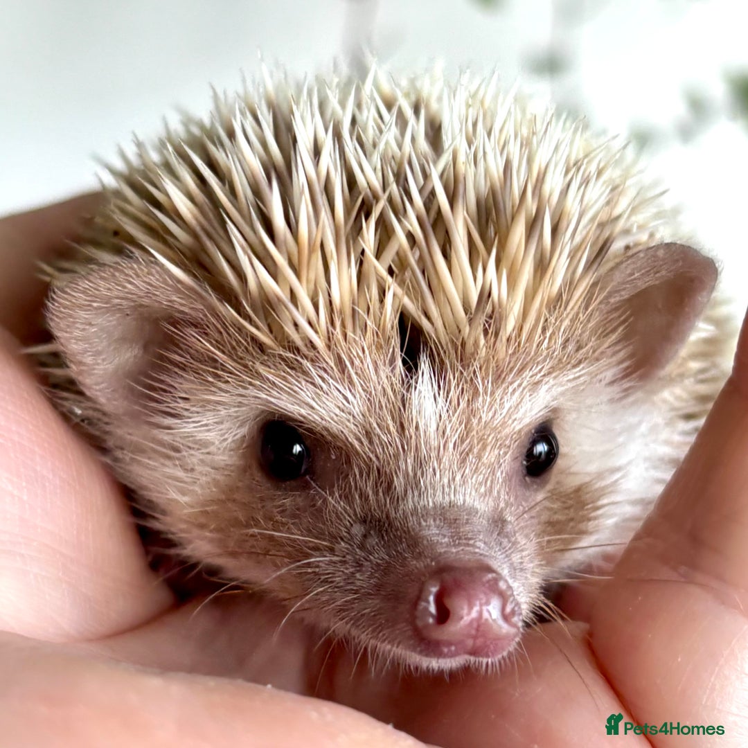 Pygmy Hedgehog rodents for sale: Pedigree African Pygmy Hedgehog 04.05.25 in Eastleigh - Image 18