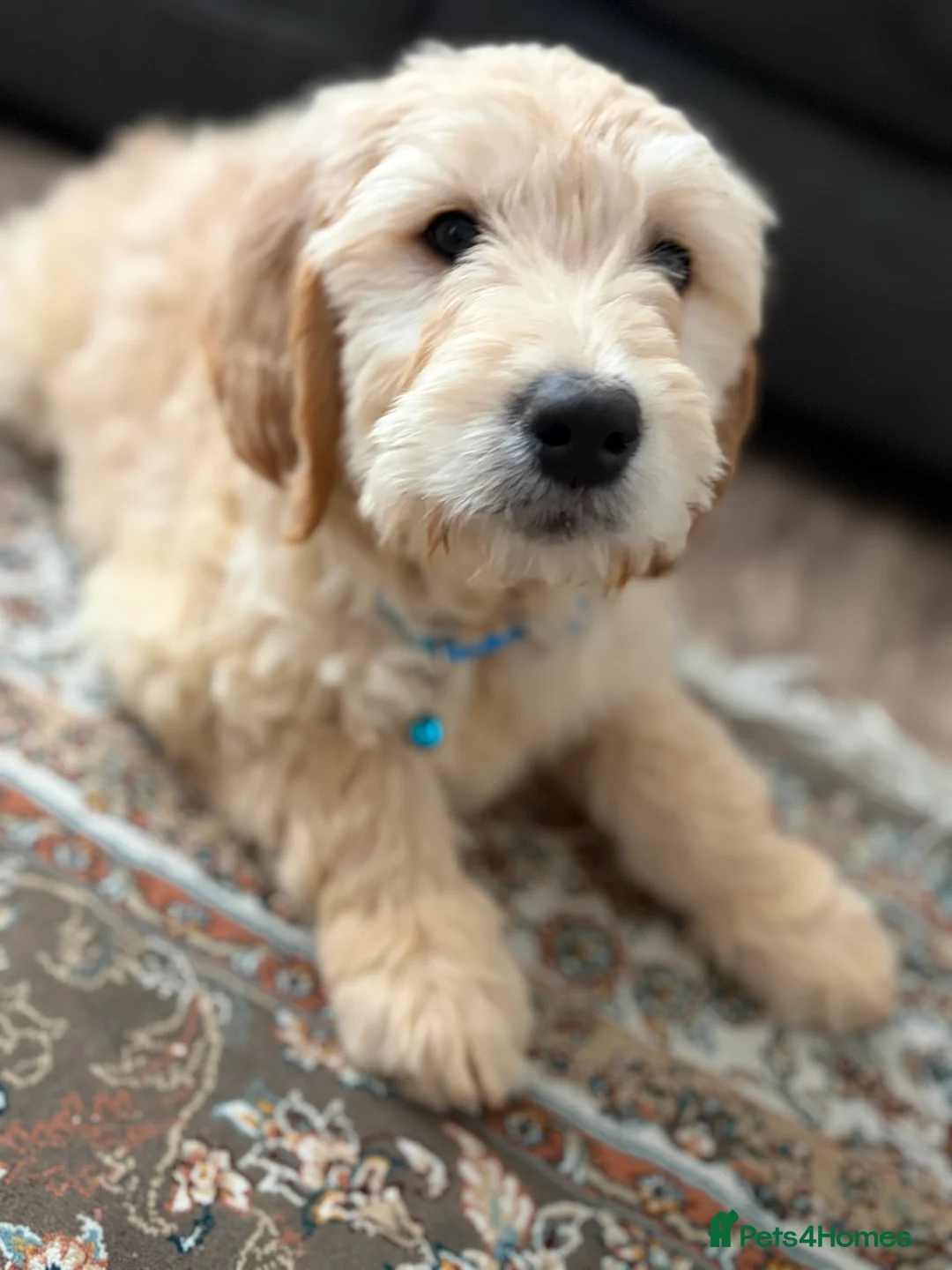 Golden Retriever dogs for sale: Golden Retriever Puppy – 9 Weeks Old in London - Advert 2