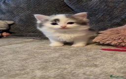 British Longhair cats for sale: Ragdoll x British long haired (calico) kittens - Image 16