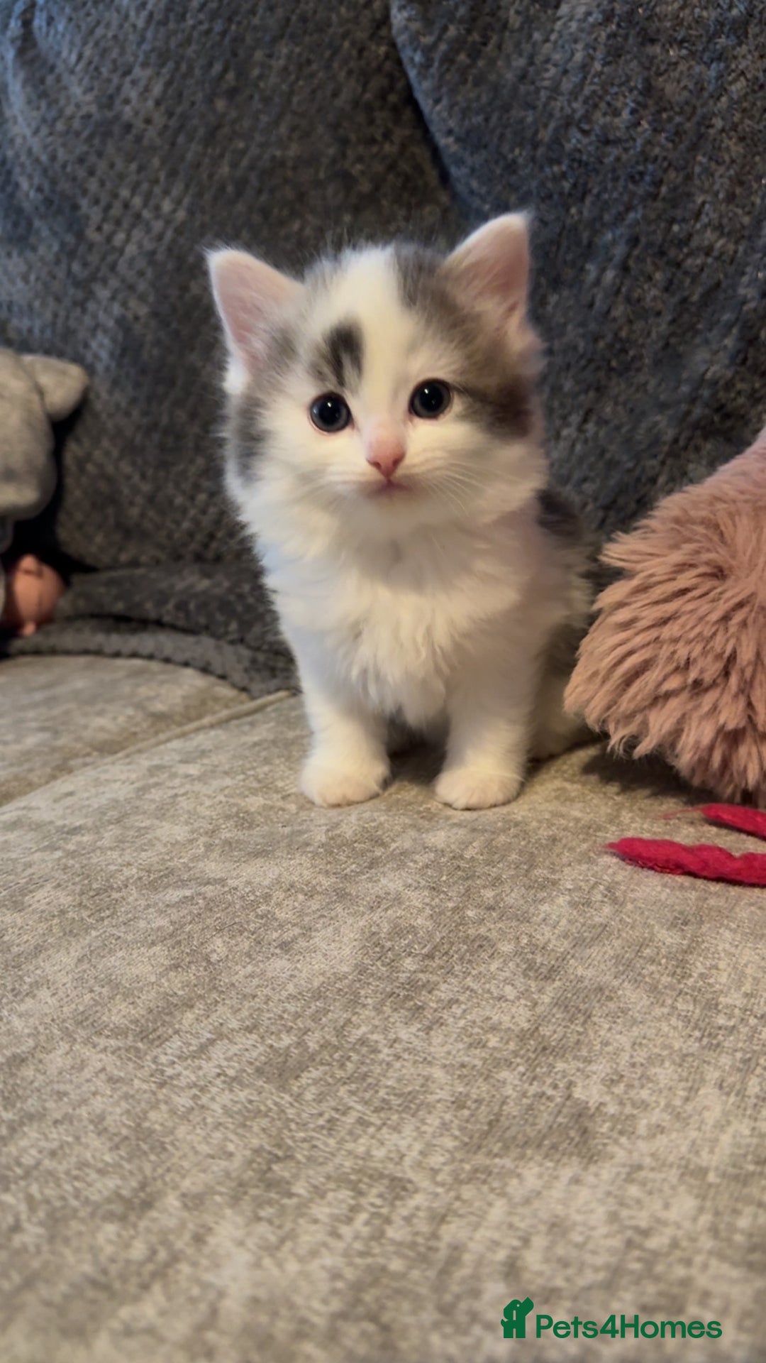 British Longhair cats for sale: Ragdoll x British long haired (calico) kittens - Image 16