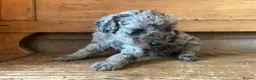 Cockapoo dogs for sale: Cockapoo puppies F1b - Advert 13