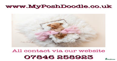 Mini Goldendoodle dogs - Advert 13