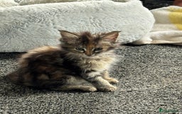 Maine Coon cats for sale: Adorable MaineCoon Ragdoll Cross Kittens Ready Now - Image 20