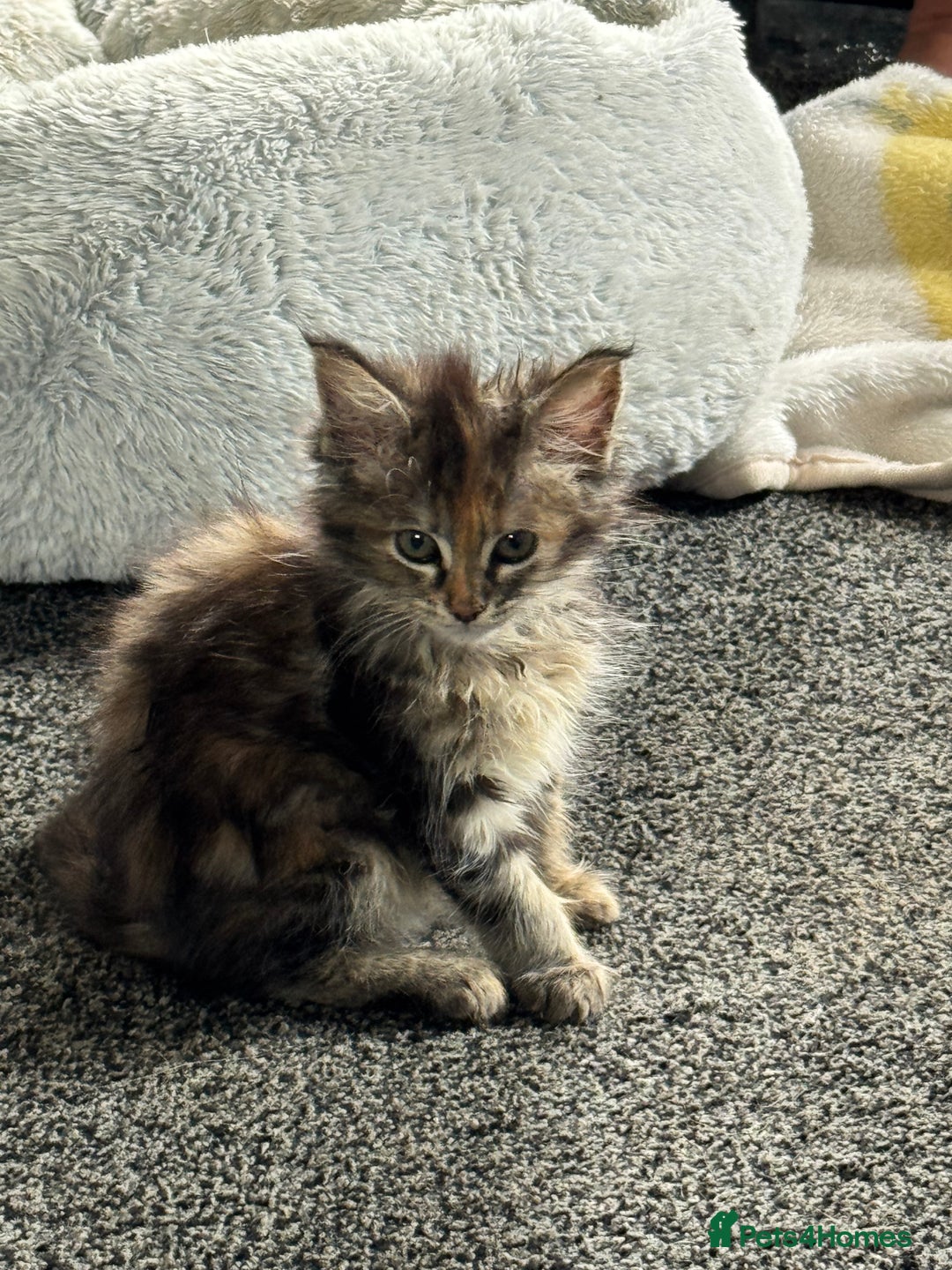Maine Coon cats for sale: Adorable MaineCoon Ragdoll Cross Kittens Ready Now - Image 20