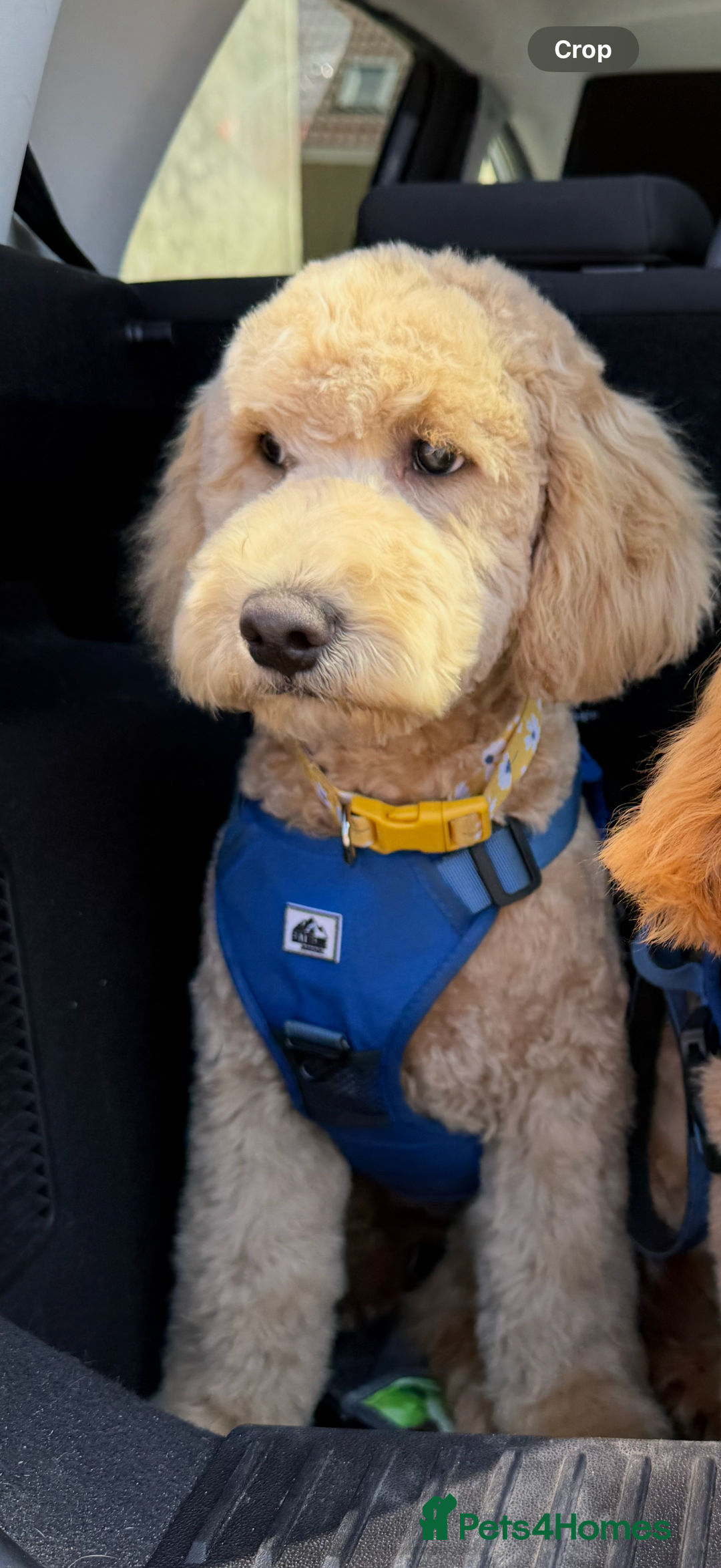 Mini Goldendoodle dogs for sale: 🌟 1-Year-Old Female Mini Goldendoodle 🌟  - Image 3