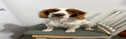 Cocker Spaniel dogs for stud: Rodney-Cocker Spaniel Stud!!  - Advert 5