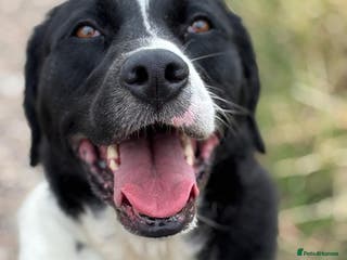 Mixed Breed dogs 💙Caleb - our gentle giant💙 in Caldicot - Advert 7