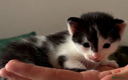 Domestic Shorthair cats for sale: Teddy is looking for his forever home  - Image 5