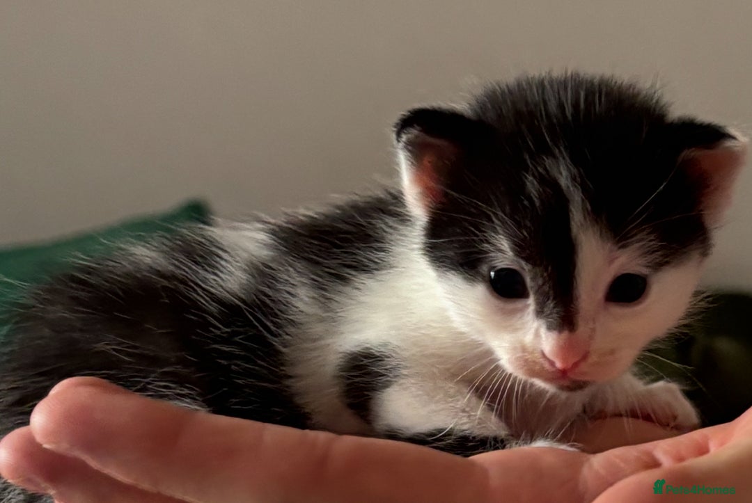Domestic Shorthair cats for sale: Teddy is looking for his forever home  - Image 5