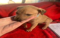 Lurcher dogs for sale: Family friendly pups - Image 12